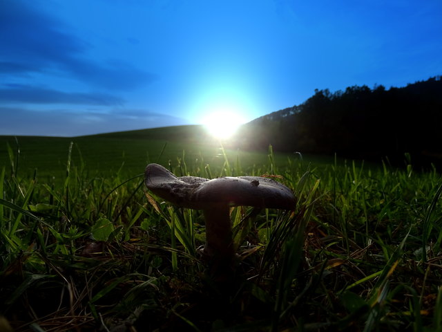 Den letzten Pilz habe ich noch erwischt. In der darauffolgenden Nacht hat es gefroren... und weg war er...