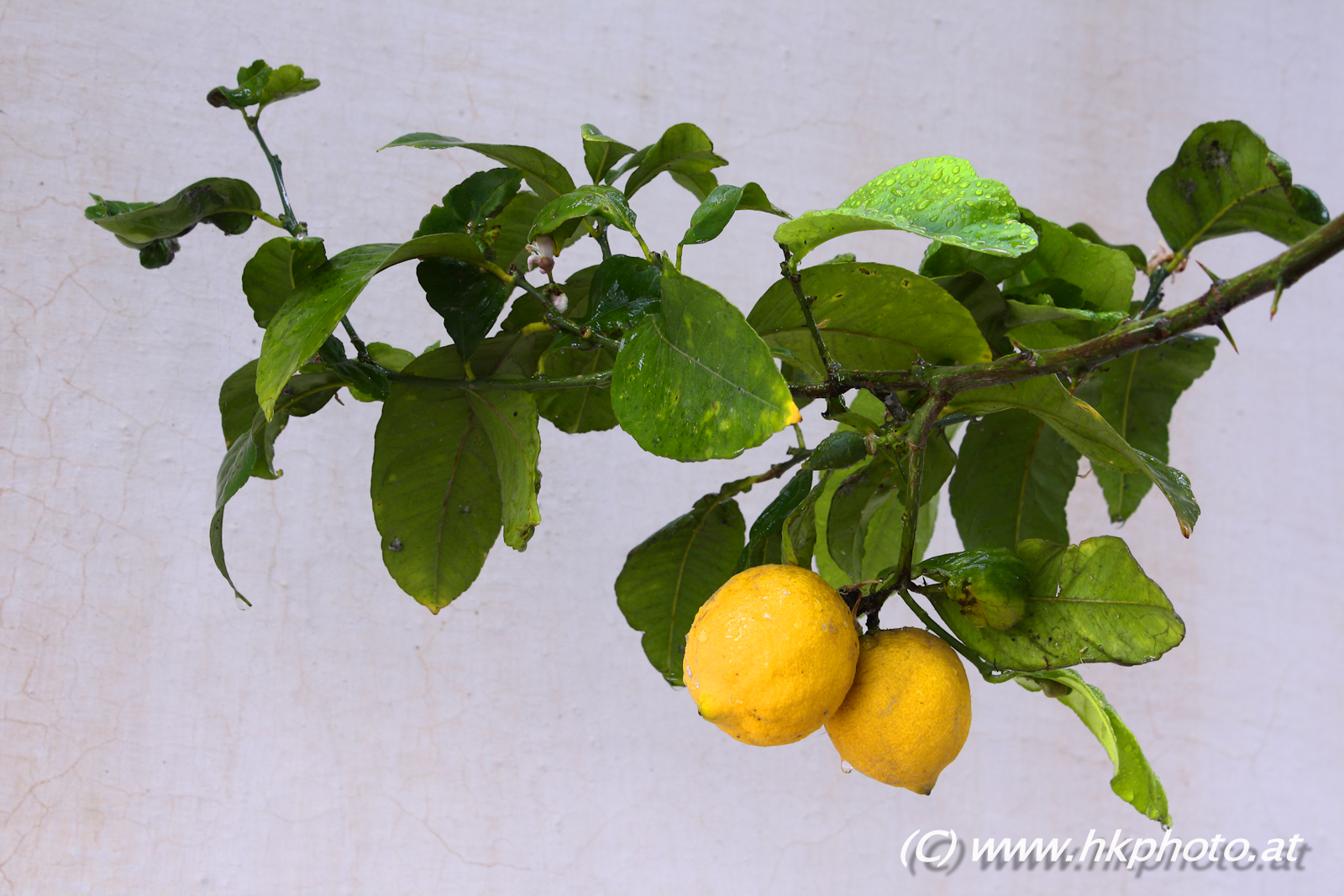 Passend zur Jahreszeit einige Zitronen als Vitamin C- spender