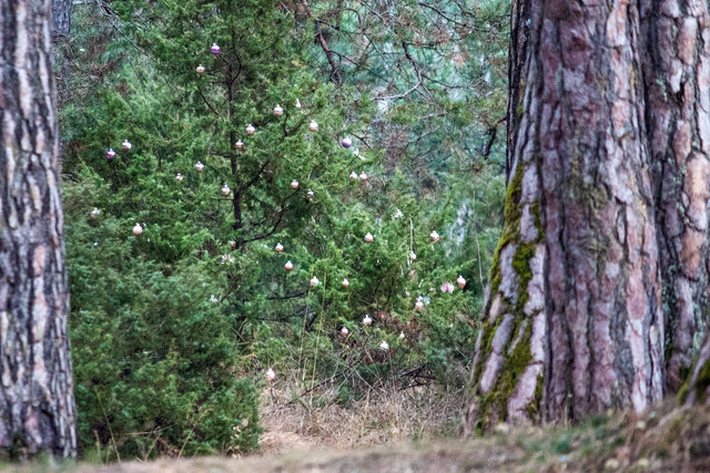 Bild 014 © Ing. Günter Kramarcsik