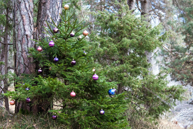 Bild 015 © Ing. Günter Kramarcsik