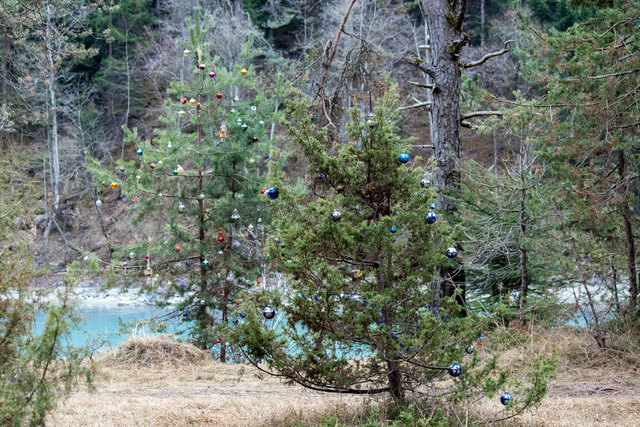 Bild 017: auch abseits des Steiges und an der Innuferkante finden sich Christbäume. © Ing. Günter Kramarcsik