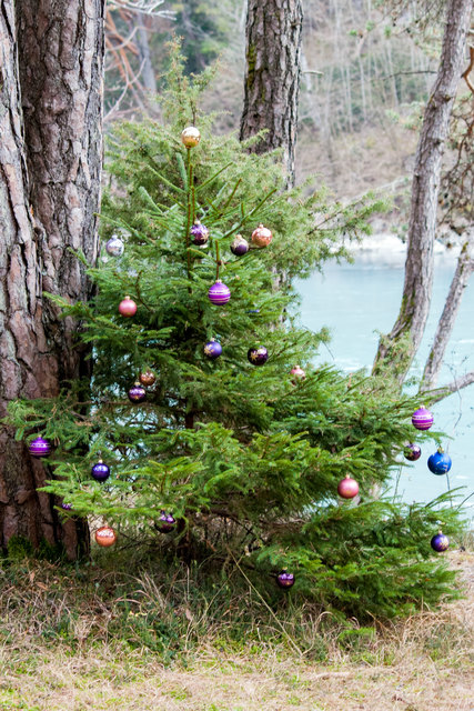 Bild 018: auch abseits des Steiges und an der Innuferkante finden sich Christbäume. © Ing. Günter Kramarcsik