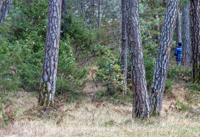 Bild 012: die ersten lebenden Christbäume. © Ing. Günter Kramarcsik