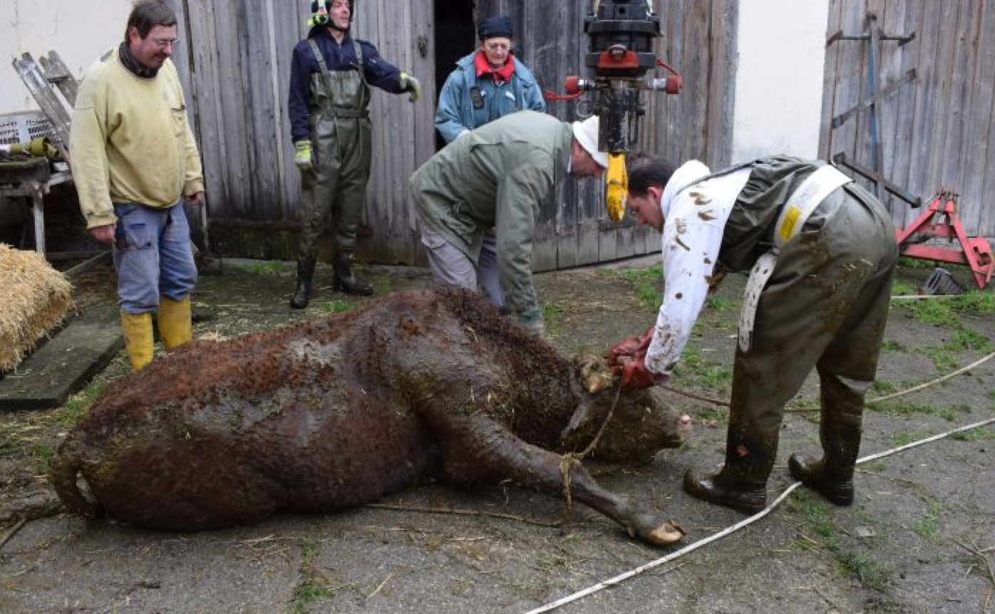 Mit vereinten Kräften konnten die beiden Stiere gerettet werden.