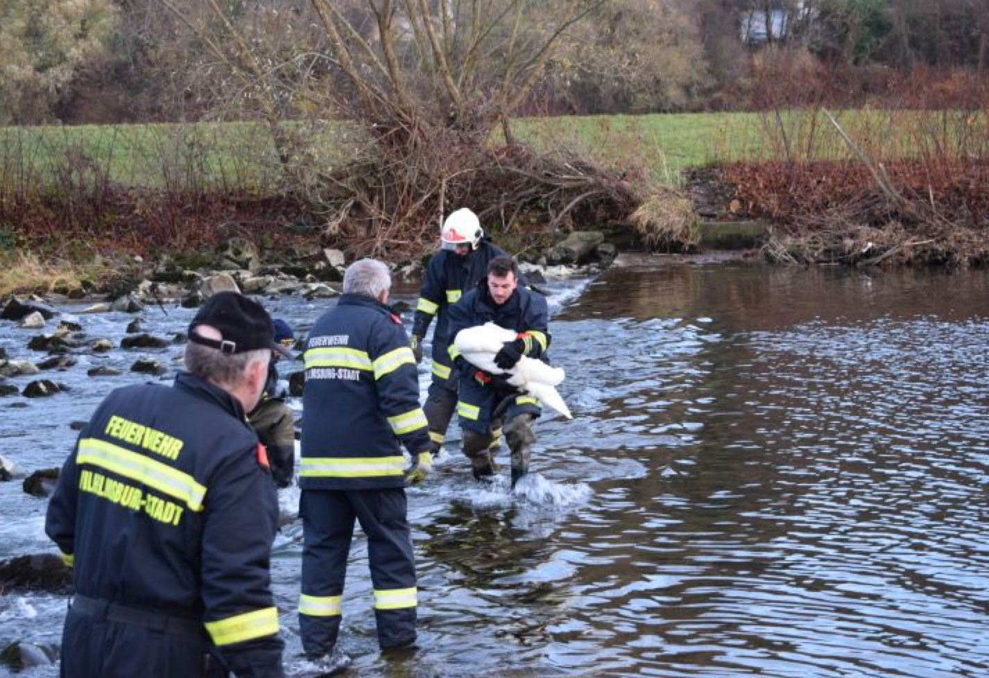 Die Florianis begaben sich ins kalte Wasser um den Schwan zu helfen.