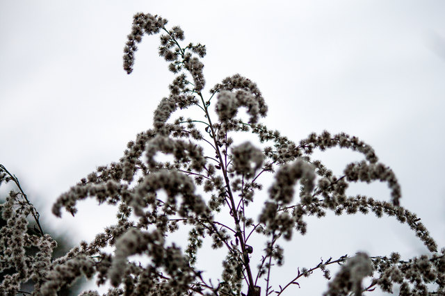 Bild 75 © Ing. Günter Kramarcsik