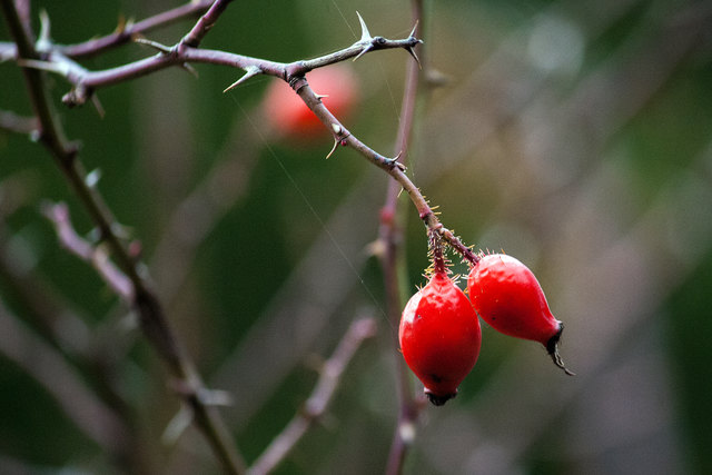 Bild 76 © Ing. Günter Kramarcsik