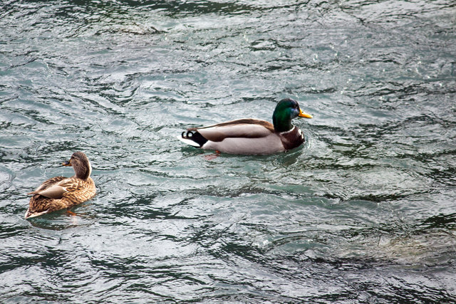 Bild 086: Innbewohner. © Ing. Günter Kramarcsik