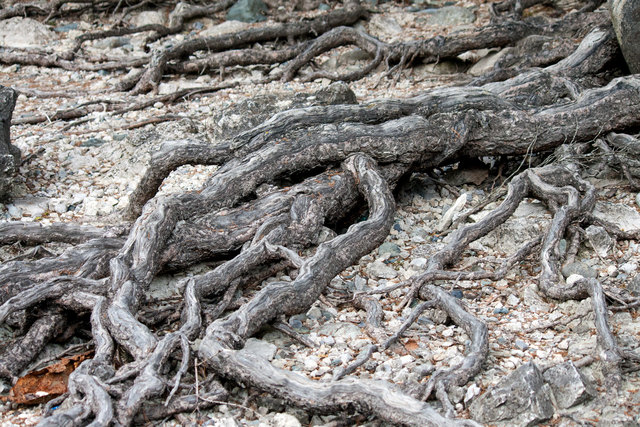 Bild 008: Innufer in unterschiedlichsten Varianten. © Ing. Günter Kramarcsik