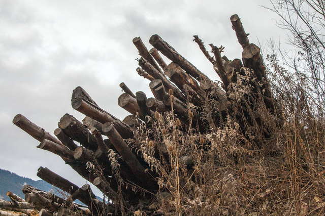 Bild 071 mit Markierungspunkt Nr. VI in Übersichtskarte. Dieser Holzstapel ist hingegen nicht zu übersehen. Wenn man ihn von Osten kommend sieht, hat man ein paar Meter davor die Abzweigung zum Christbaum- Steig bereits übersehen. © Ing. Günter Kramarcsik