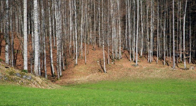 Der "Waldfrieden Steyrling" in der Gemeinde Klaus | Foto: FV Schaumburg-Lippe