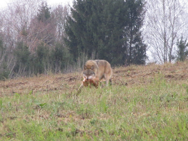 Foto: Karl Bauernfeind