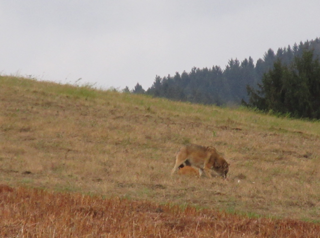 Foto: Karl Bauernfeind