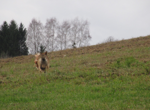 Foto: Karl Bauernfeind