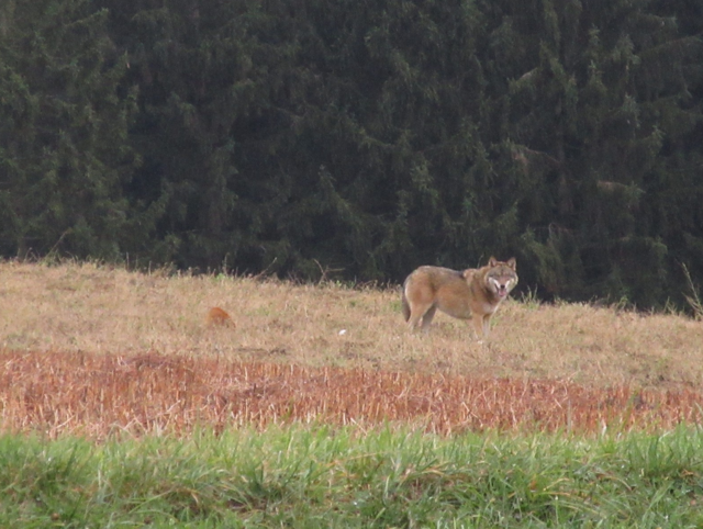 Foto: Karl Bauernfeind