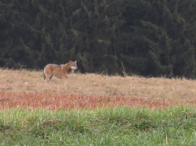 Foto: Karl Bauernfeind