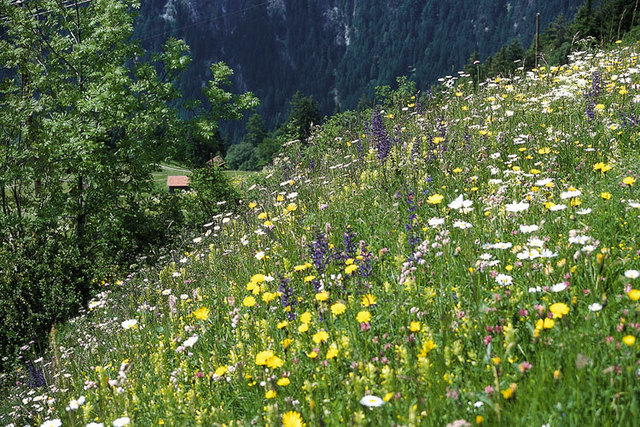 Naturpark Kaunergrat: Die Trockenrasen in den Fließer Sonnenhängen. | Foto: Archiv Naturpark Kaunergrat