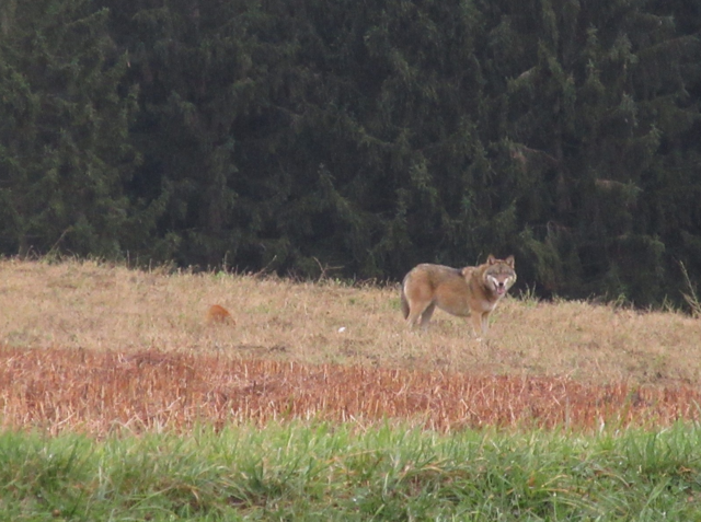 Foto: Karl Bauernfeind