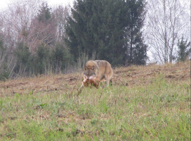 Foto: Karl Bauernfeind