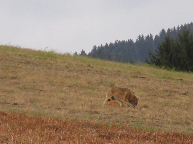 Foto: Karl Bauernfeind