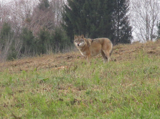 Foto: Karl Bauernfeind