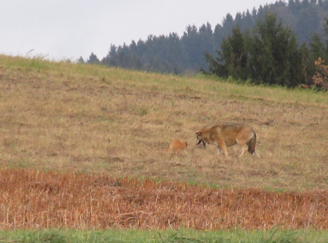 Foto: Karl Bauernfeind