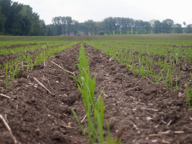 Aus Gründen des Umweltschutzes und der Regionalentwickung fordern die Grünen eine Umorientierung in der Agrarförderungspolitik. | Foto: Landwirtschaftskammer