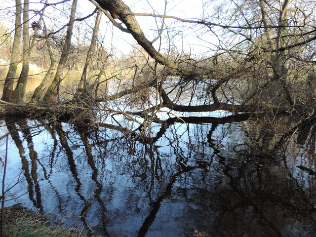 Der ins Wasser gestürzte Baum im Lainzer Teich ist eine ideale Rückzugsstätte für Fische und Wasservögel.