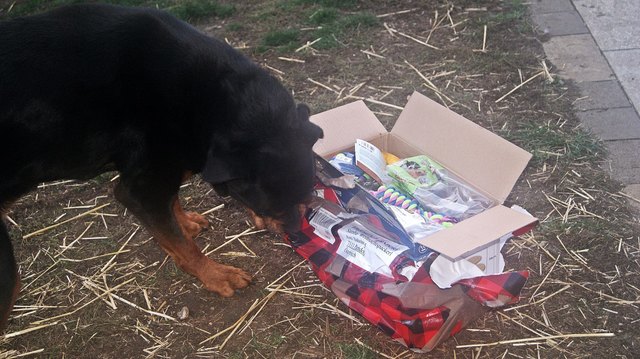 Samba hatte viel Freude beim Öffnen seines Paketes. | Foto: Tierheim Parndorf