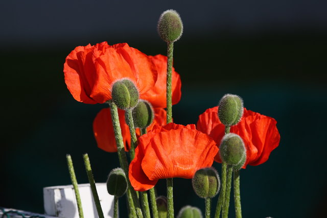 Isländischer Mohn