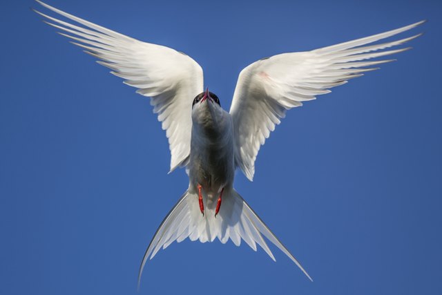 Arktische Küstenseeschwalbe