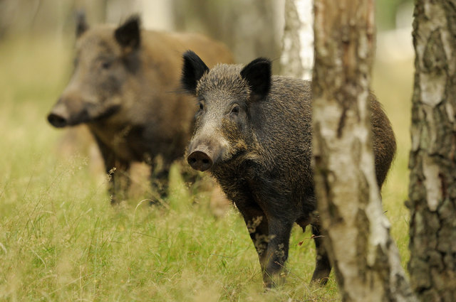 Wildschweine treiben sich in Labuch und Umgebung herum und sorgen für Schäden im Wald und auf Feldern. | Foto: wojciech nowak - Fotolia