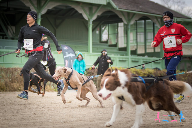 Canicross Start © SpeedRunners.at