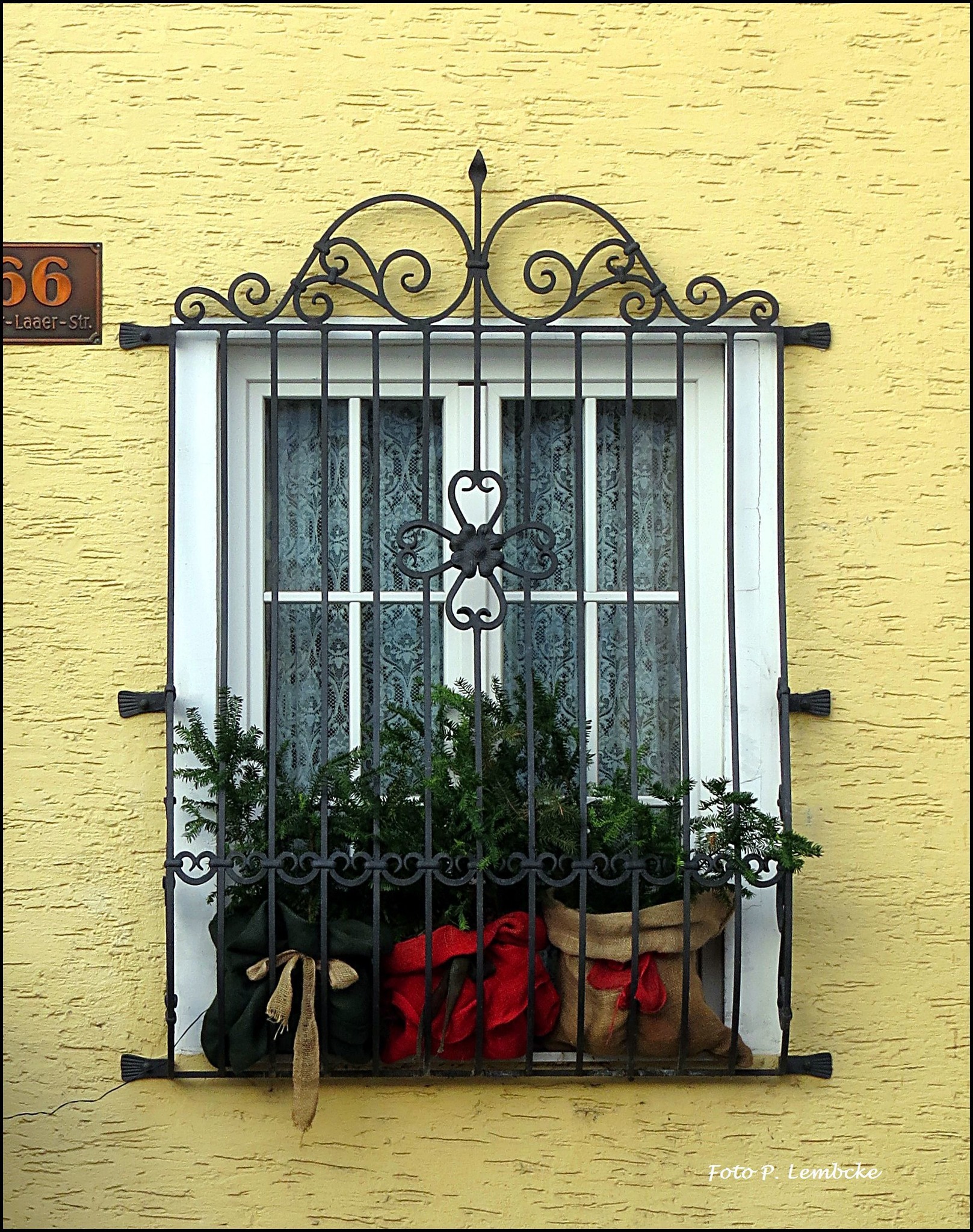 Pflanzen am Fenster im Winter Favoriten