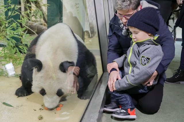Thimo möchte einen Pandabären streicheln. | Foto: Andreas Lepsi/On Media