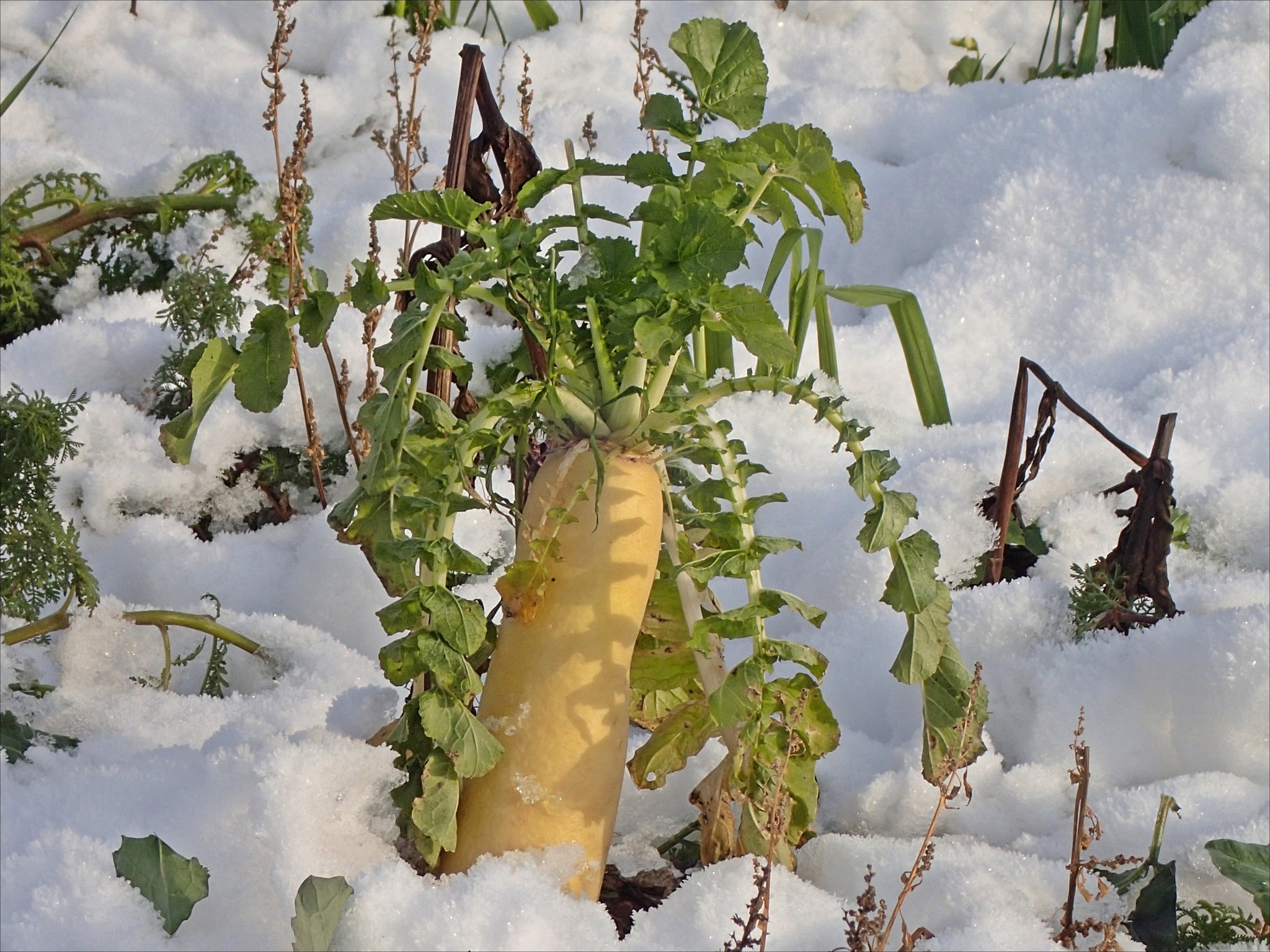 Winterrüben? - Krems