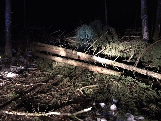 Zahlreiche Bäume sind aufgrund des Föhnsturmes umgestürzt - vor allem im Rosental | Foto: BFKDO Klagenfurt Land
