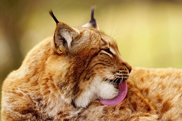 © Roger Jagersberger