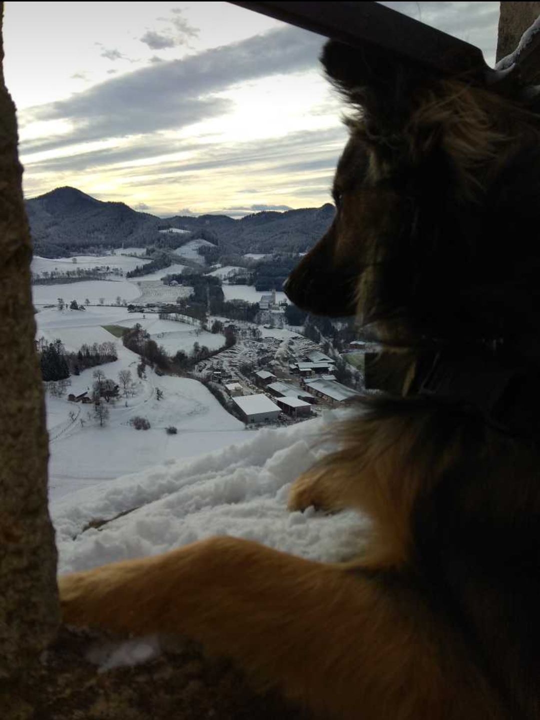 Das ist Rico, der Hund von Veronika Pirker. Es scheint, dass er, hoch oben, in den Wolken, im Haus der Frau Holle, seinen Ausblick genießt. Wer genauer hinsieht, erkennt den verschneiten Ort St. Sebastian, von der Burg Hochosterwitz aus. Ein tierischer Schnappschuss!