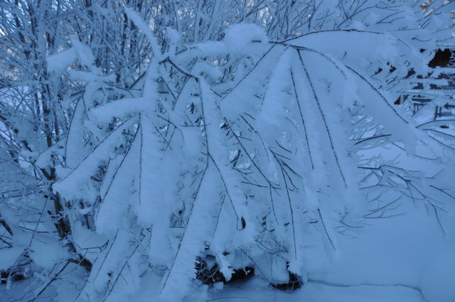 Der Winter hat uns wieder! Leise rieselt der Schnee, still und starr ruht der See, weihnachtlich glänzet der Wald, freuet euch das Christkind kommt bald! Weihnachtslied