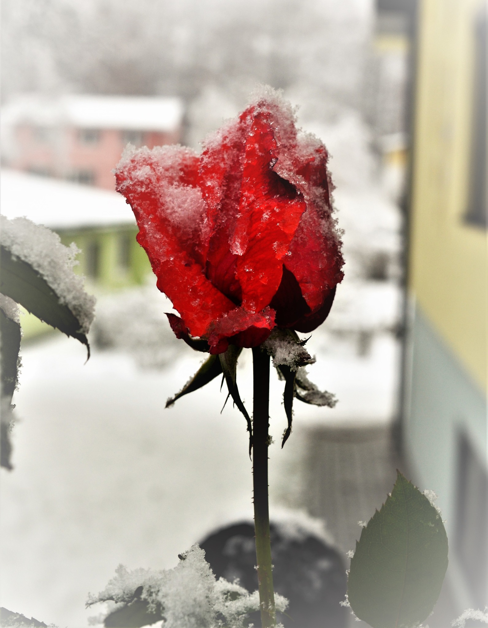 Winterrose Salzkammergut