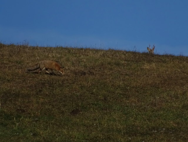 Der Rehbock und der Fuchs, beide sind entspannt auf Futtersuche