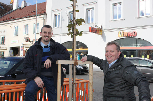 Stadtrat Roland Honeder und Umweltgemeinderat Leopold Spitzbart freuen sich über den jungen Baum am Stadtplatz.