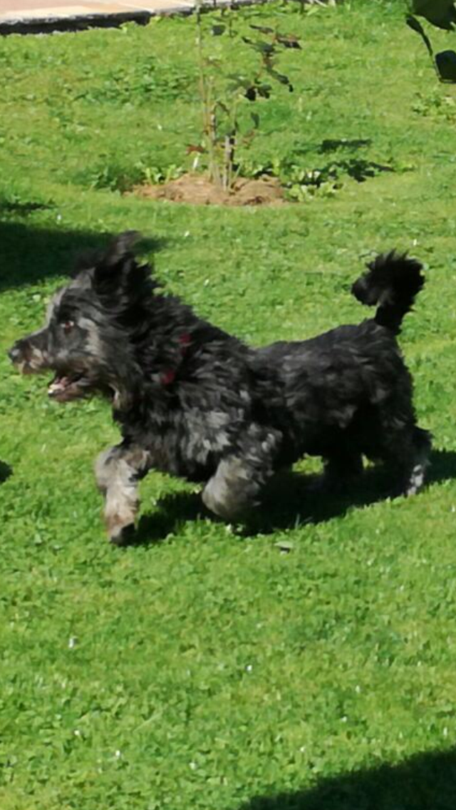 Der Dackel-Terrier-Mix Ballo wurde getötet.