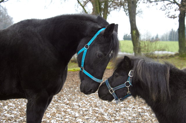Foto: Tiergarten Walding