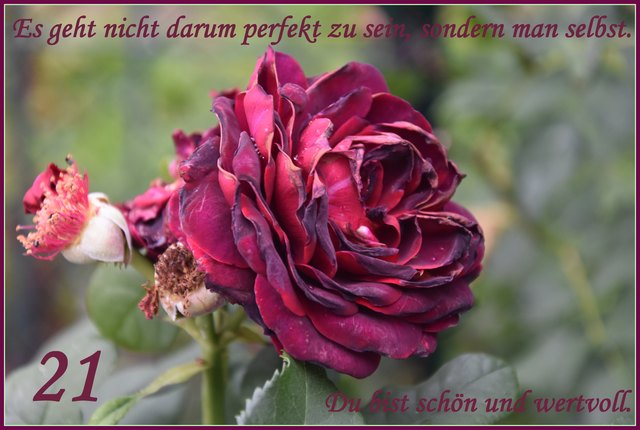 Download Lebensweisheit spruch heimat wurzeln For iPhone