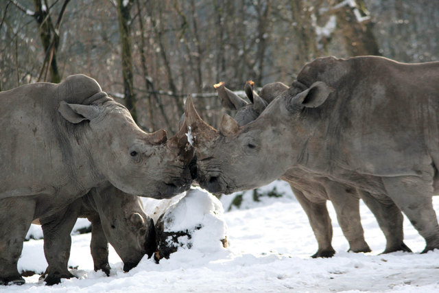 Tamu und Yeti sollen im Salzburger Zoo wieder Nachwuchs bekommen. | Foto: Zoo Salzburg