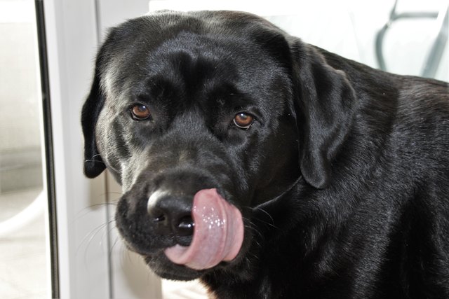 Wuff, frohes Fest Euch Allen. (Und mir eine Wurst bitte. Danke) ;-).