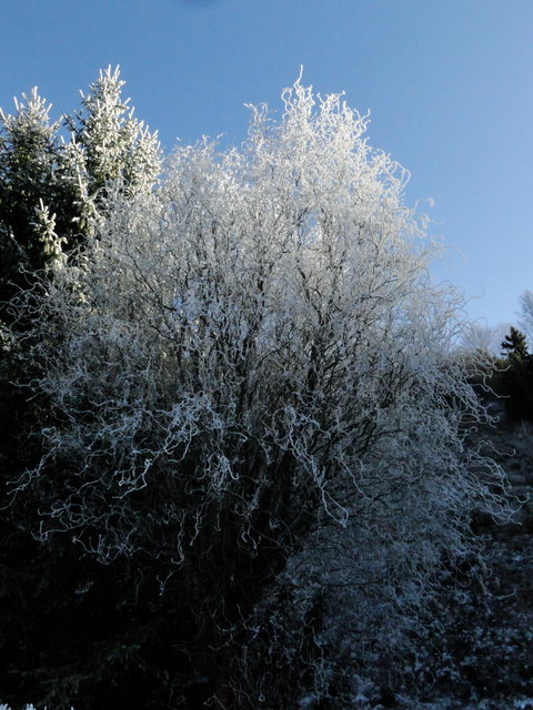 Stoppelzieherweide im Rauhreif