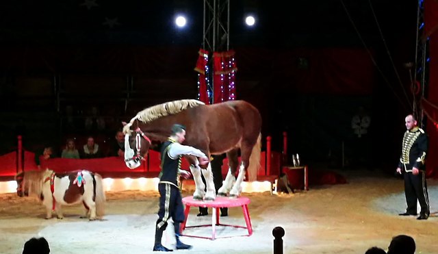 Zirkus-Tiere-Akrobaten-Attraktionen-der Weihnachtszirkus in Mauthausen - Perg